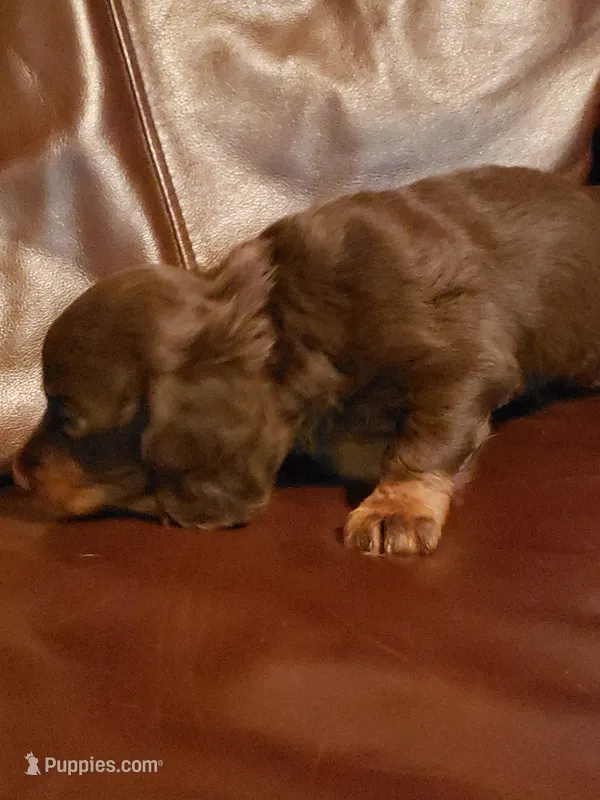 Uno – Miniature Dachshund puppy for sale in Urbana, MO