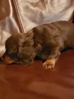 Uno, a male Miniature Dachshund for sale in Urbana, MO – 3 of 7