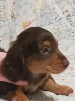 AKC BUDDY, a male Miniature Dachshund for sale in Urbana, MO – 4 of 5