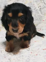 AKC Jax, a male Miniature Dachshund for sale in Urbana, MO – 3 of 7