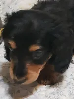 AKC Jax, a male Miniature Dachshund for sale in Urbana, MO – 4 of 7