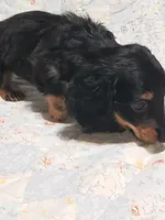 AKC Luke, a male Miniature Dachshund for sale in Urbana, MO – 5 of 6