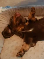 Uno, a male Miniature Dachshund for sale in Urbana, MO – 7 of 7