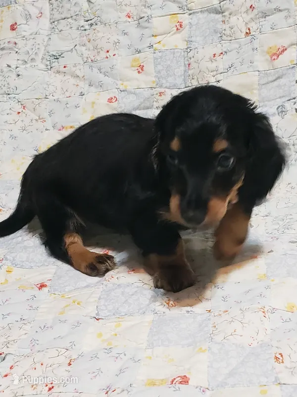 AKC Luke – Miniature Dachshund puppy for sale in Urbana, MO
