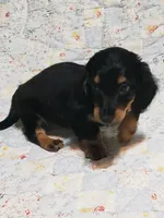 AKC Luke, a male Miniature Dachshund for sale in Urbana, MO – 4 of 6
