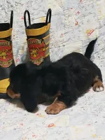 AKC Jax, a male Miniature Dachshund for sale in Urbana, MO – 1 of 7