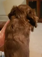 Uno, a male Miniature Dachshund for sale in Urbana, MO – 6 of 7