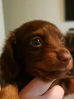 Uno, a male Miniature Dachshund for sale in Urbana, MO – 5 of 7