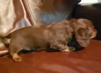 Uno, a male Miniature Dachshund for sale in Urbana, MO – 2 of 7