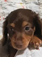 AKC BUDDY, a male Miniature Dachshund for sale in Urbana, MO – 2 of 5
