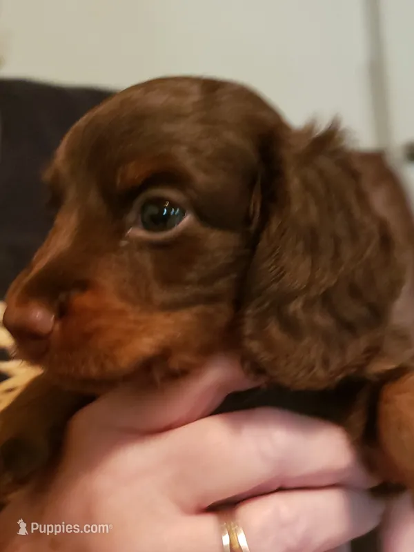 Uno, a male Miniature Dachshund for sale in Urbana, MO – 1 of 7