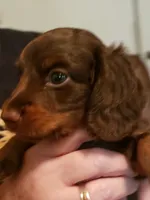 Uno, a male Miniature Dachshund for sale in Urbana, MO – 1 of 7