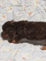 AKC BUDDY, a male Miniature Dachshund for sale in Urbana, MO – 5 of 5