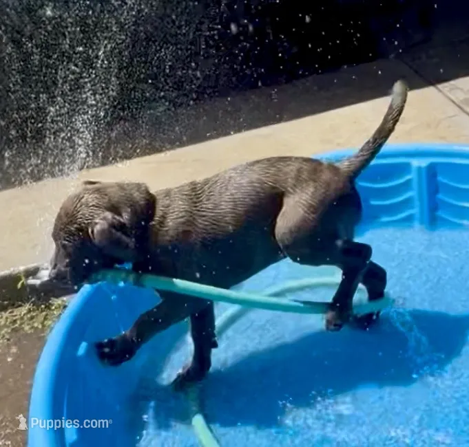 Bella – Staffordshire Bull Terrier puppy for sale in Rancho Cucamonga, CA