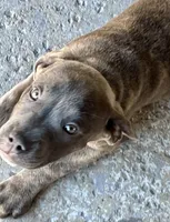Bella, a female Staffordshire Bull Terrier for sale in Rancho Cucamonga, CA – 1 of 7