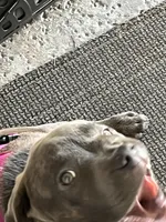 Bella, a female American Pit Bull Terrier and Labrador Retriever for sale in Rancho Cucamonga, CA – 6 of 6