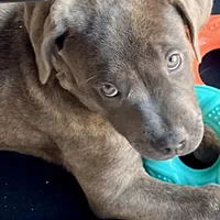 Bella, a female American Pit Bull Terrier and Labrador Retriever for sale in Rancho Cucamonga, CA – 2 of 6