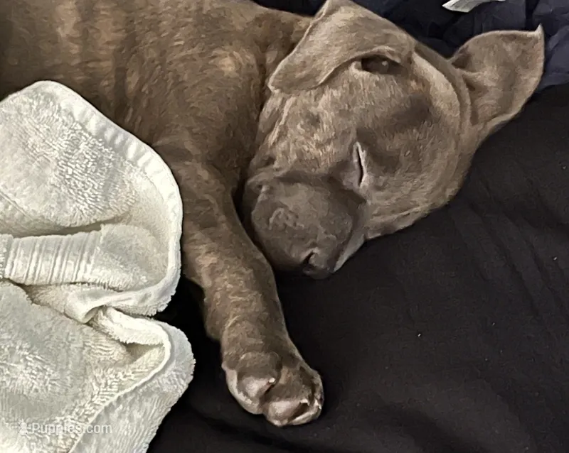 Bella – American Pit Bull Terrier, Labrador Retriever puppy for sale in Rancho Cucamonga, CA