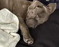 Bella, a female American Pit Bull Terrier and Labrador Retriever for sale in Rancho Cucamonga, CA – 1 of 6