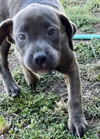 Bella, a female American Pit Bull Terrier and Labrador Retriever for sale in Rancho Cucamonga, CA – 4 of 6
