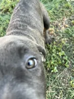 Bella, a female American Pit Bull Terrier and Labrador Retriever for sale in Rancho Cucamonga, CA – 5 of 6