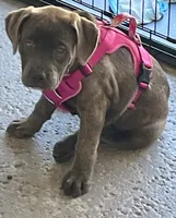 Bella, a female American Pit Bull Terrier and Labrador Retriever for sale in Rancho Cucamonga, CA – 3 of 6