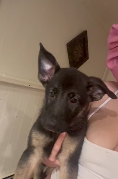 Princess , a female German Shepherd Dog for sale in Ypsilanti, MI – 2 of 3