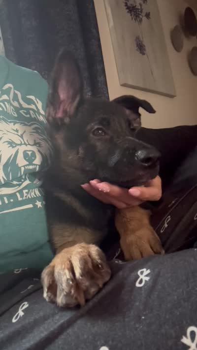 Princess , a female German Shepherd Dog for sale in Ypsilanti, MI – 3 of 3