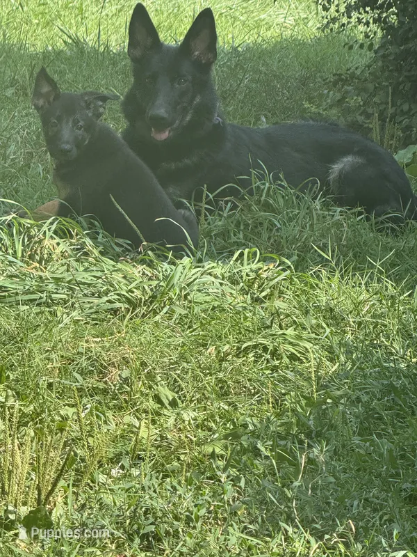Princess  – German Shepherd Dog puppy for sale in Ypsilanti, MI