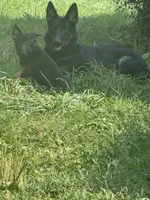 Princess , a female German Shepherd Dog for sale in Ypsilanti, MI – 1 of 3