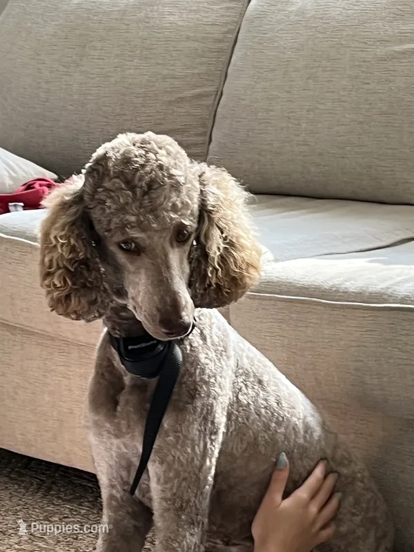 Lucy – Poodle - Multi-Colored Standard puppy for sale in Chatsworth, GA