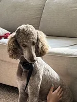 Lucy, a female Poodle - Multi-Colored Standard for sale in Chatsworth, GA – 1 of 1