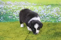 Lucky, a male Australian Shepherd for sale in Fair Play, MO – 5 of 7