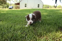 Smith, a male Australian Shepherd for sale in Fair Play, MO – 10 of 10