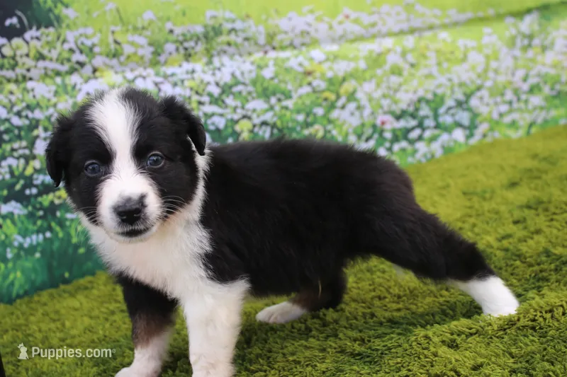Louie – Australian Shepherd puppy for sale in Fair Play, MO