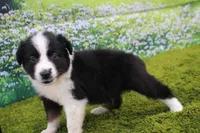 Louie, a male Australian Shepherd for sale in Fair Play, MO – 1 of 6