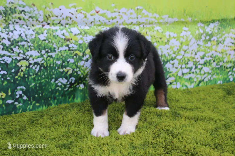 Lucy – Australian Shepherd puppy for sale in Fair Play, MO