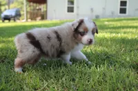 Skyla, a female Australian Shepherd for sale in Fair Play, MO – 4 of 6