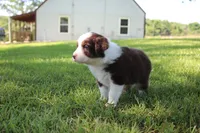 Shelby, a female Australian Shepherd for sale in Fair Play, MO – 2 of 4