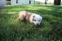 Simone, a female Australian Shepherd for sale in Fair Play, MO – 3 of 3