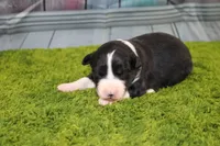 Diego, a male Australian Shepherd for sale in Fair Play, MO – Photo 2 of 6