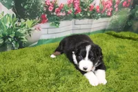 Diego, a male Australian Shepherd for sale in Fair Play, MO – Photo 5 of 6