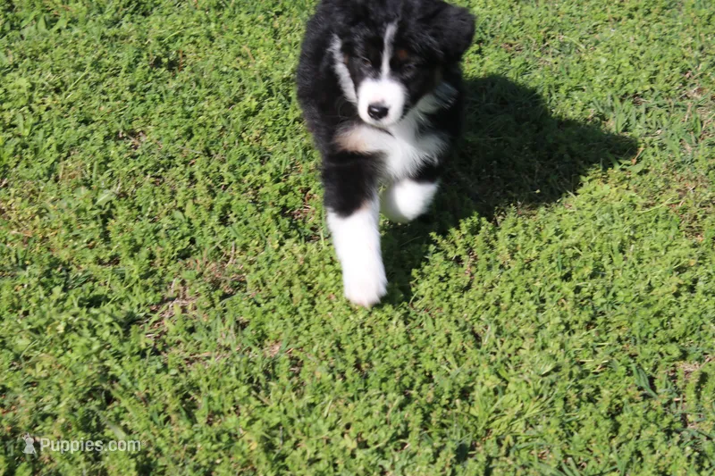 Diego – Australian Shepherd puppy for sale in Fair Play, MO