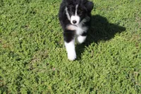 Diego, a male Australian Shepherd for sale in Fair Play, MO – 1 of 10