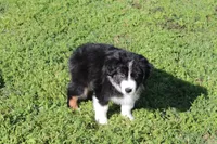 Diego, a male Australian Shepherd for sale in Fair Play, MO – 2 of 10