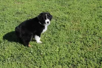 Diego, a male Australian Shepherd for sale in Fair Play, MO – 4 of 10