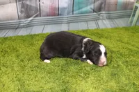 Delta, a female Australian Shepherd for sale in Fair Play, MO – Photo 9 of 10