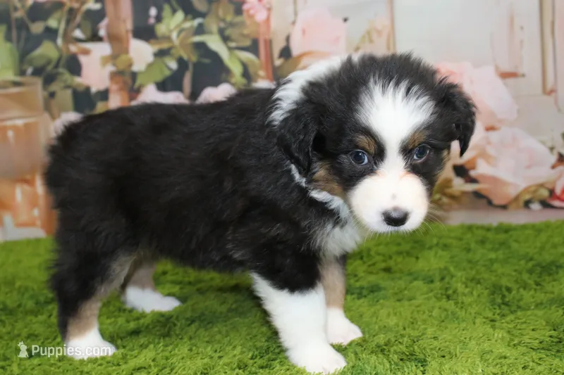 Diego – Australian Shepherd puppy for sale in Fair Play, MO