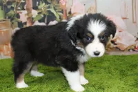 Diego, a male Australian Shepherd for sale in Fair Play, MO – Photo 1 of 6