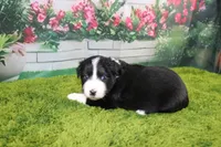 Diego, a male Australian Shepherd for sale in Fair Play, MO – Photo 6 of 6